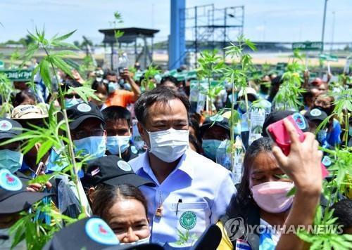 '대마 합법화'에 태국민 10명 중 7명 아동·청년 오남용 우려