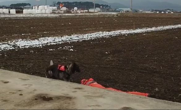 "들어가! 짖어!" 인명구조견 입양해 훈련하는 소방대원들