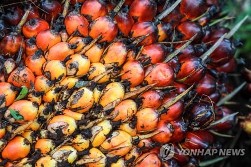 인도네시아, 팜유 수출제한 지속에 재고 급증…농가 '비명'