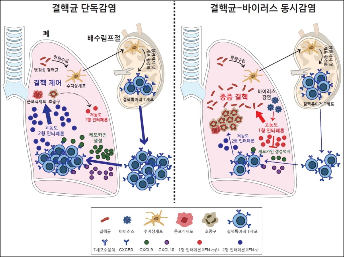 차세대 결핵백신 개발 실마리 나왔다