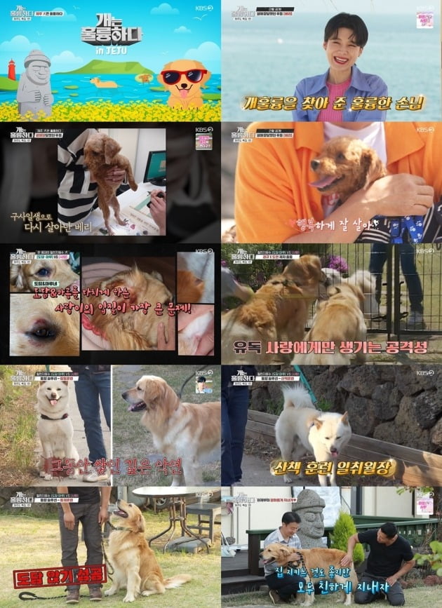 사진= KBS2 ‘개는 훌륭하다’ 방송 화면 캡처