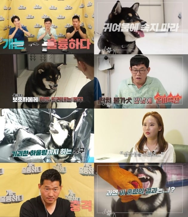 사진제공 : KBS2 ‘개는 훌륭하다’