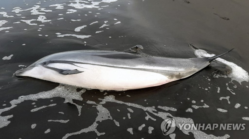 과테말라서 바다거북·돌고래 등 수십 마리 집단폐사