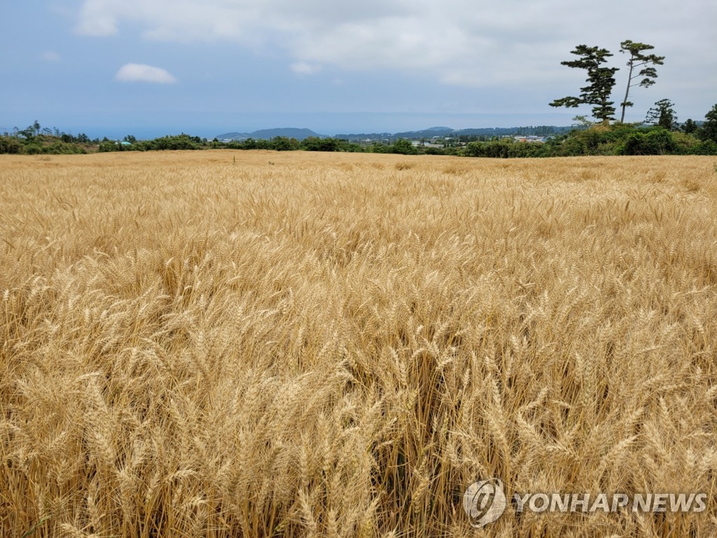 제주 한림에 국산 밀 생산단지 조성…올해 65t 수확