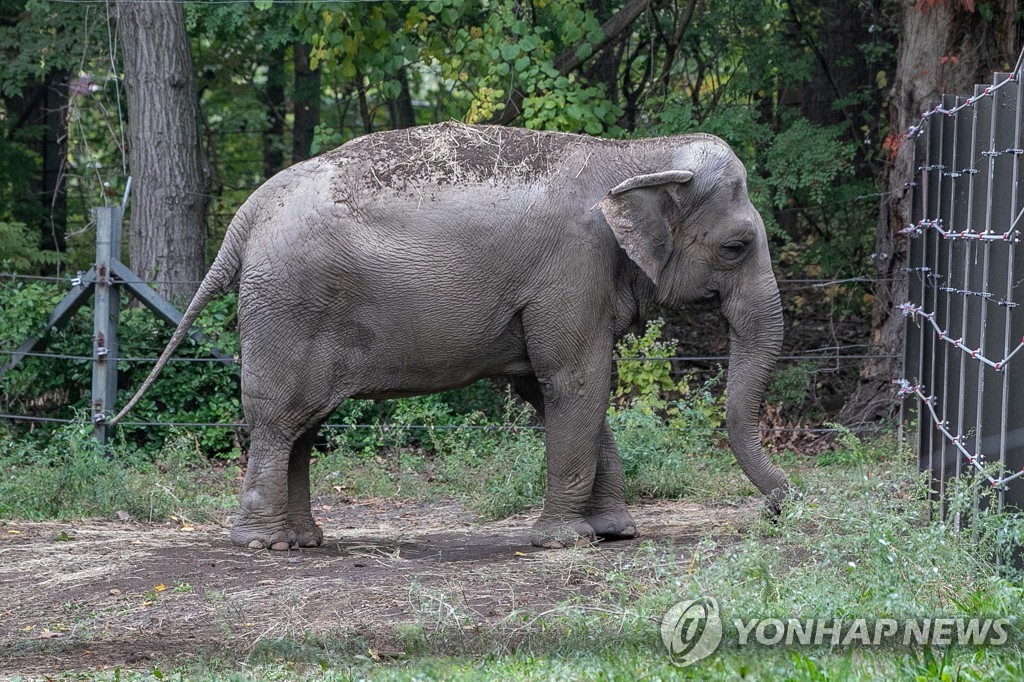 동물원 코끼리는 불법감금됐다? 美법원, 동물보호단체 신청 기각