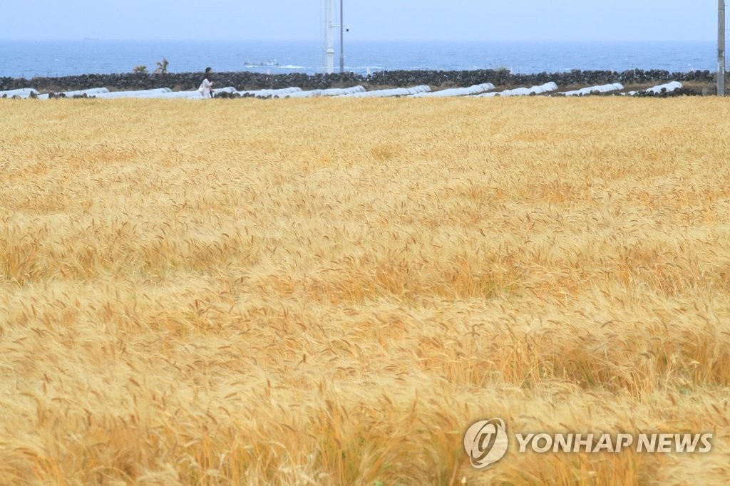 보리 소비 감소에 올해 맥류 재배면적 9.0%↓…밀은 32.7%↑