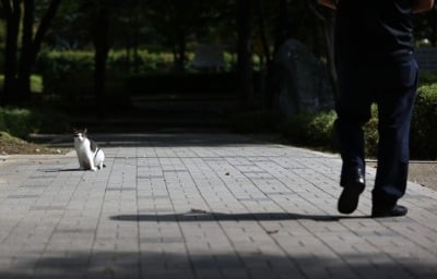 키우던 고양이 굶기고 학대한 40대…"씻기는데 할퀴어서"