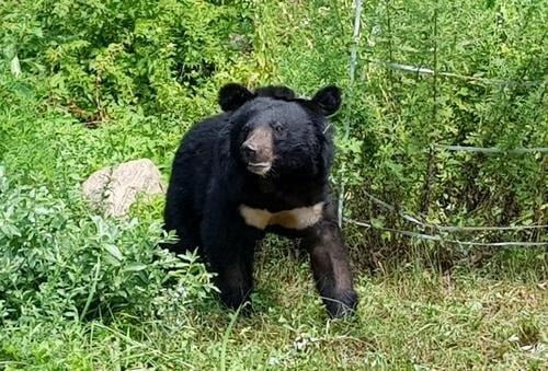 한반도 중남부를 떠도는 반달가슴곰 '오삼이'가 충남 옥천군 청산면 명티리에 나타났다고 옥천군이 23일 밝혔다. 사진은 반달가슴곰 '오삼이(코드 번호 KM-53)'. /사진=연합뉴스