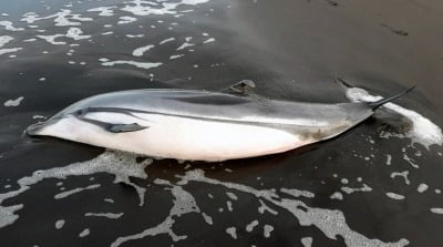 과테말라 바다거북·돌고래 수십 마리 집단 폐사…폭우 때문?