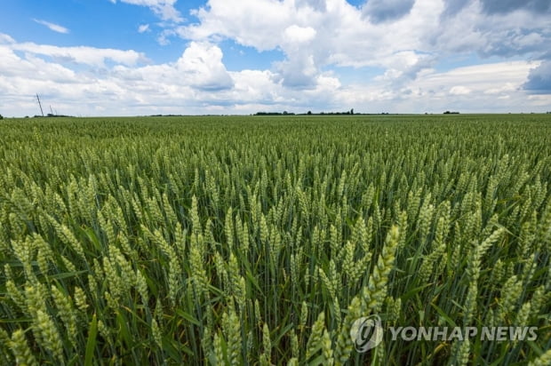 수출길 막힌 우크라 곡물…"저장고 없어 폐기처분 해야 할 판"