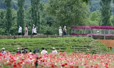 가평 자라섬 남도 꽃 정원 방문객 80% 증가