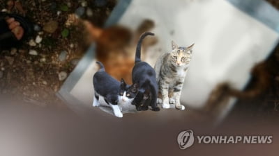 포항서 새끼 고양이 학대해 숨지게 한 30대 검거