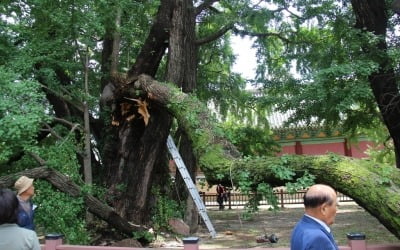 천연기념물 '400살 은행나무' 수난…지지대 바꾸다 가지 '뚝'