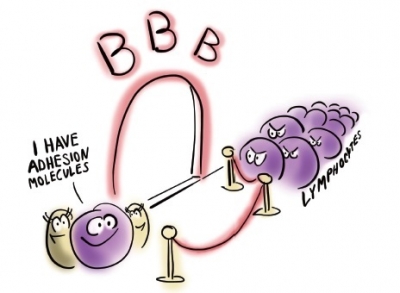 [과학에서 산업찾기] 美 MIT “교모세포종 효과적으로 평가할 수 있는 BBB 모델 개발”