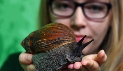 '생태 파괴범' 20㎝ 대왕 달팽이, 1년 만에 美 플로리다 습격