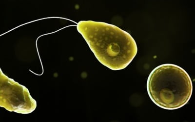 치사율 97% '뇌 파먹는 아메바'…美 감염자 나왔다