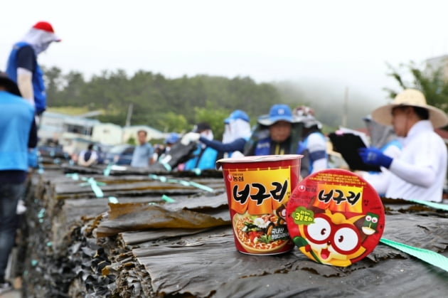 농심은 이달 중순까지 전남 완도군 금일도에서 진행되는 다시마 위판(경매)에 참여해 햇다시마 총 450t을 구매할 계획이라고 13일 밝혔다. 사진=농심
