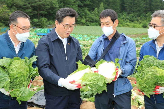 정황근 농림축산식품부 장관이 13일 강원 지역의 여름배추 밭을 방문해 배추 생육 상태를 확인하고 있다. 농림축산식품부 제공