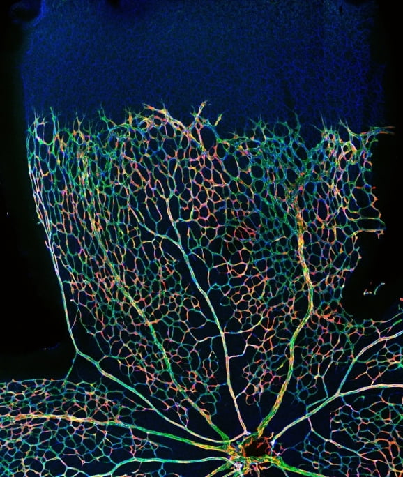 생후 5일 된 생쥐의 망막을 형광 현미경으로 촬영한 모습. 한경DB