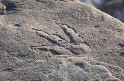 中 도심 한 식당 바닥서 1억년 된 공룡 발자국 발견