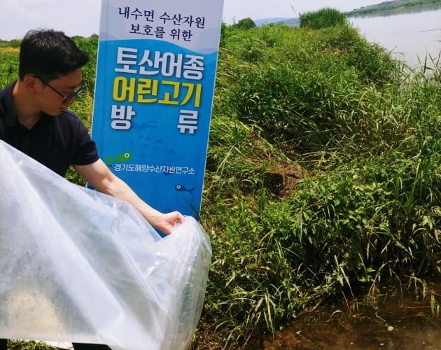 해양수산자원硏, 토속 어종 쏘가리 치어 6천 마리방류 [경기도는 지금]