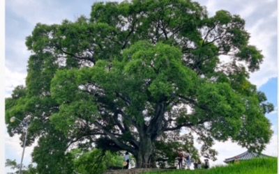 '우영우 팽나무' 천연기념물 되나…문화재청 조사 나섰다