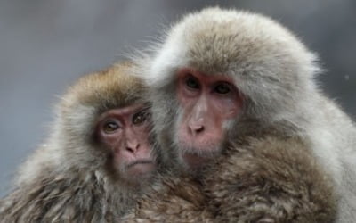 일본서 원숭이 무리 잇따라 주민 습격…당국, 대책 마련 고심