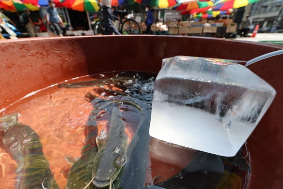 서울 한 전통시장의 메기가 담긴 통에 놓인 얼음. 연합뉴스
