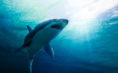 이집트 홍해 휴양지서 여성 2명 사망…상어 습격에 '참변'