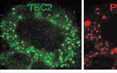 [과학과 놀자] 세포에서 단백질의 발현·이동·분해 보여주는 표지자 역할