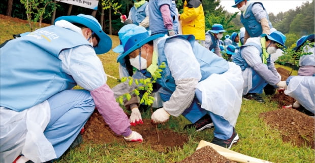 포스코 임직원들이 지난달 14일 경북 포항에서 자생군락을 이루고 있는 밀원수인 모감주나무 묘목을 식재하고 있다.
  포스코 제공
 