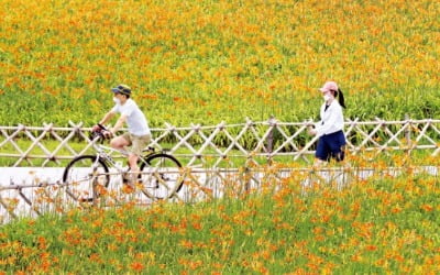 [포토] 노랗게 물든 울산 국가정원