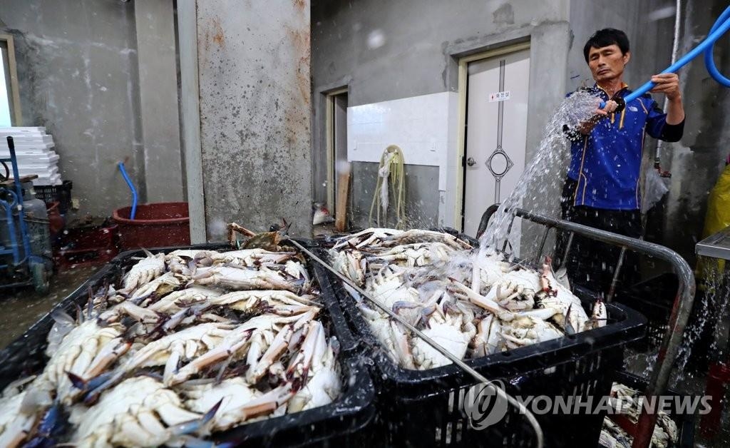 연평꽃게 어획량 5년만에 최대…어민 수입 증가세는 미미