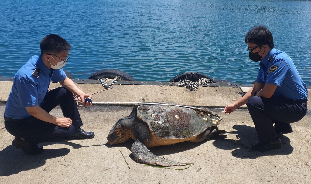 강원 고성 아야진항 인근 해상서 죽은 붉은바다거북 발견