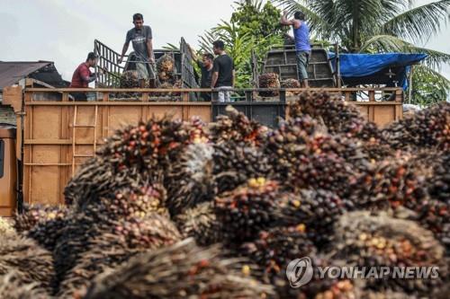 팜유 수출 제한에 인니산 야자열매, 말레이에 헐값 밀수출 확산