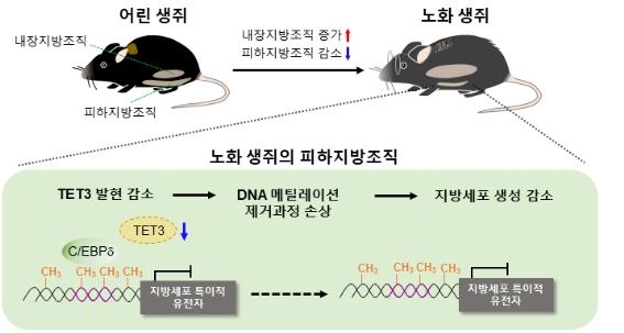 서울대 연구진, 노화 대사성질환 치료법 개발 단서 발견