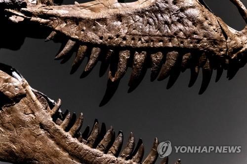 경매시장 나온 고르고사우루스, '사촌' 티라노사우루스 뛰어넘나