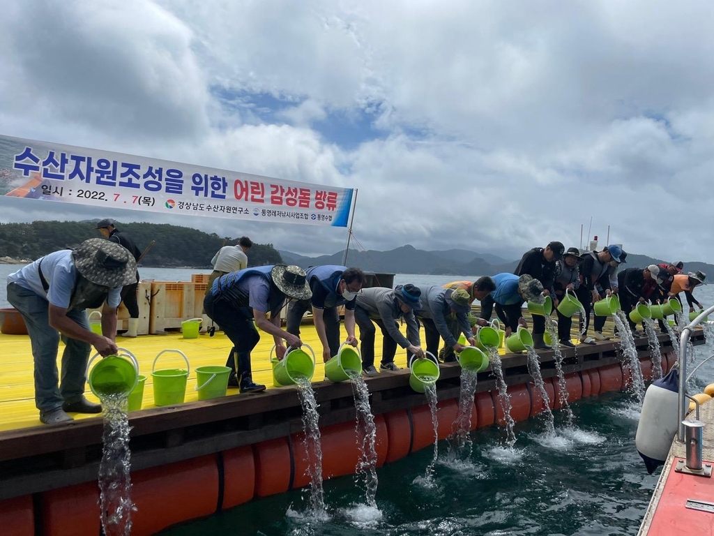 [경남소식] 낚시어업인 선호 감성돔, 통영 해역에 10만 마리 방류