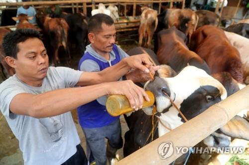 인도네시아, 이슬람 희생제 명절 앞두고 코로나·구제역 비상