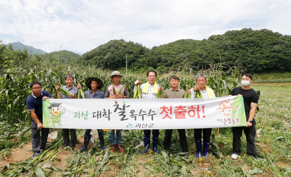 괴산군 대표 농산물 '대학찰옥수수' 출하 시작