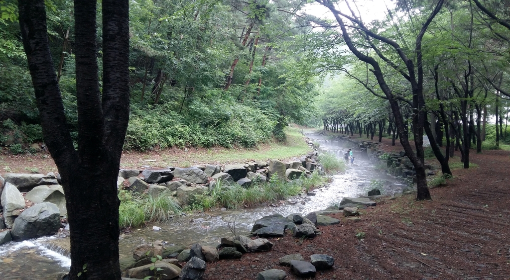 시원한 그늘에 물놀이까지…산림청, 국유림 명품숲 5곳 추천