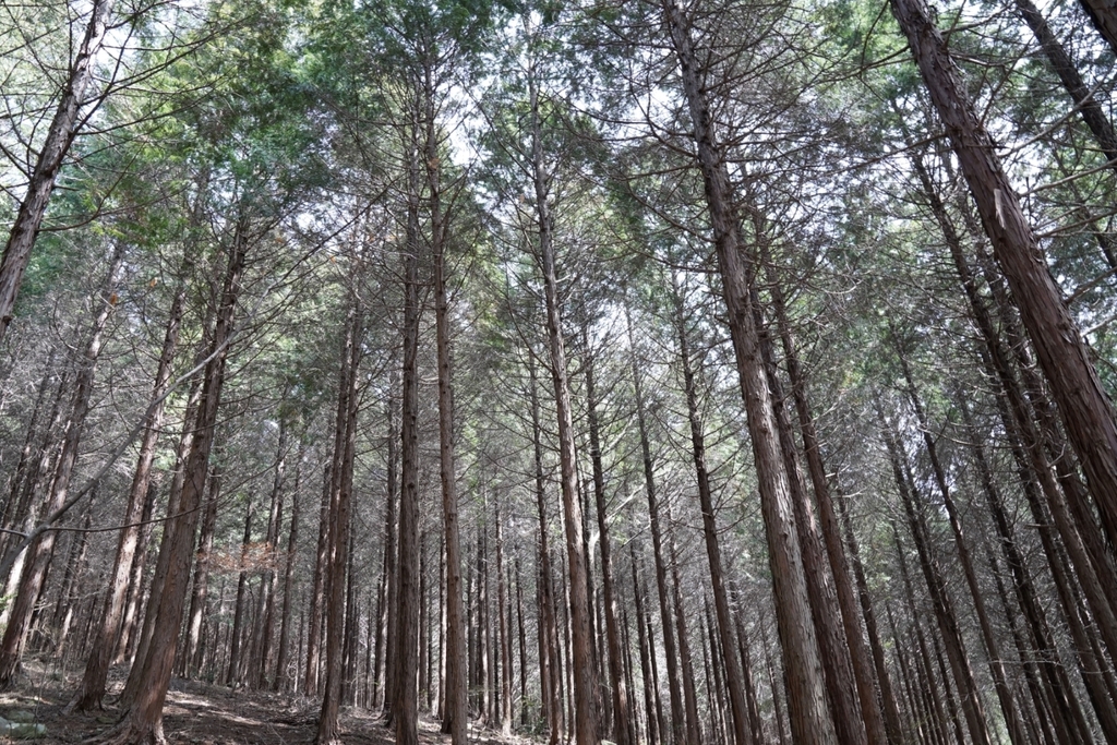 시원한 그늘에 물놀이까지…산림청, 국유림 명품숲 5곳 추천