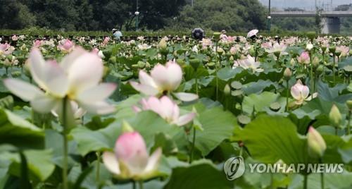 축제장 인근 대규모 공사에 세종시 조치원읍 연꽃축제 취소