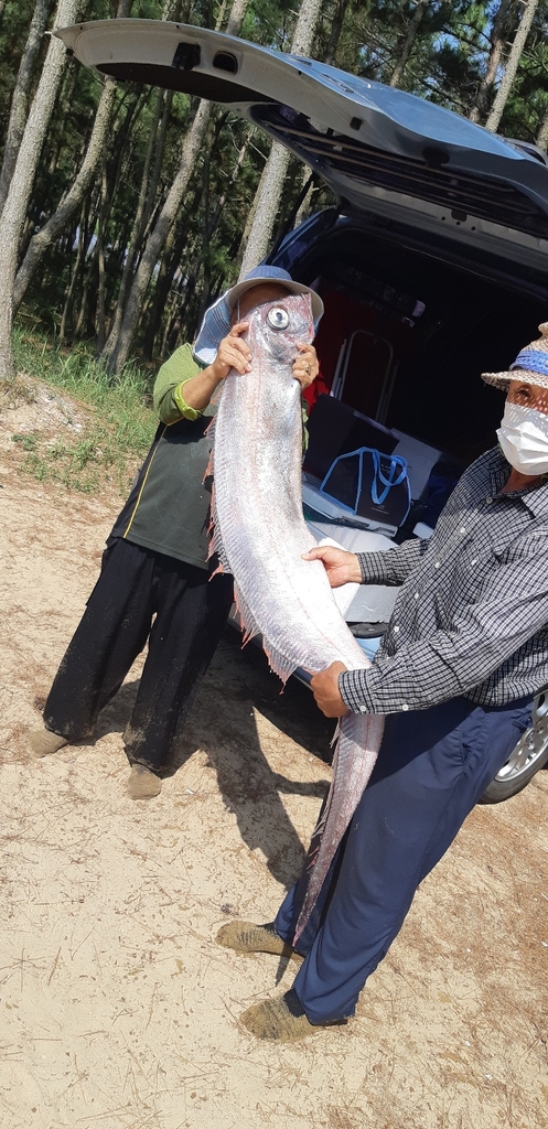 경북 포항 해변서 2ｍ 길이 심해어 '산갈치' 발견