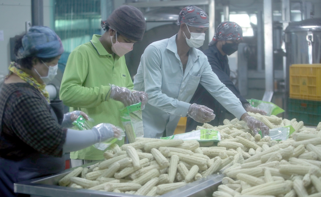 "외국인 계절근로자 또 멎나" 코로나19 재확산에 농민도 긴장