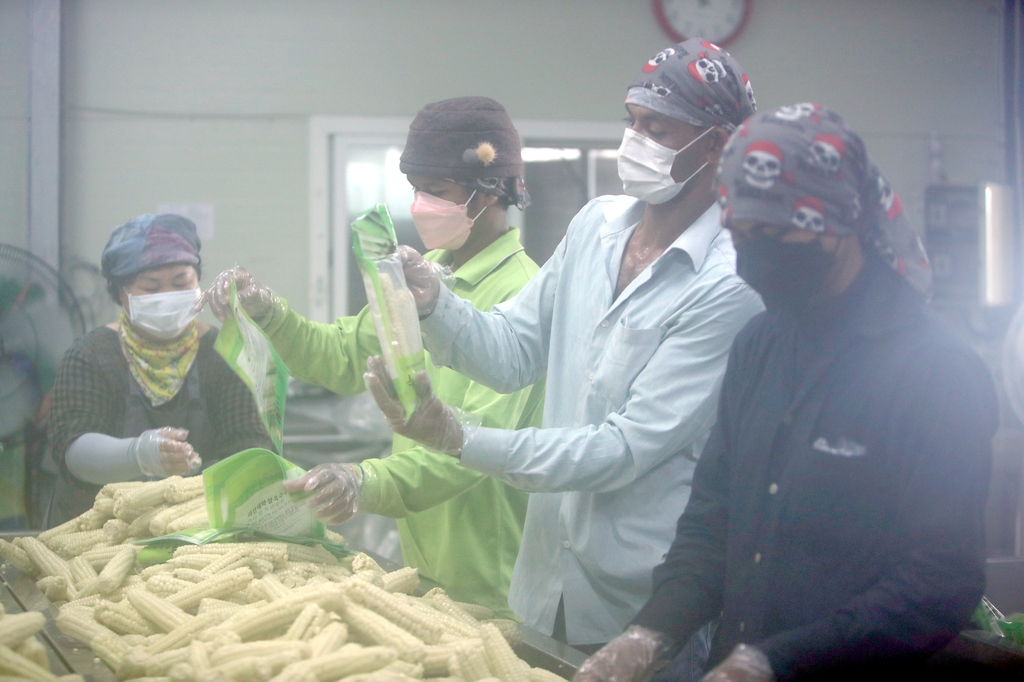 "외국인 계절근로자 또 멎나" 코로나19 재확산에 농민도 긴장