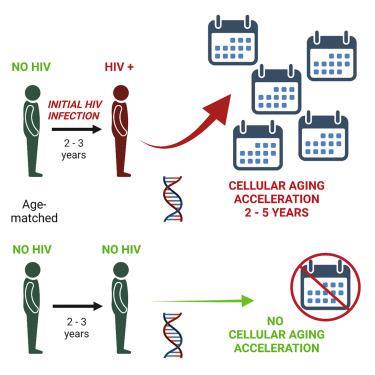 The innate immune system must also be checked twice to catch the AIDS virus