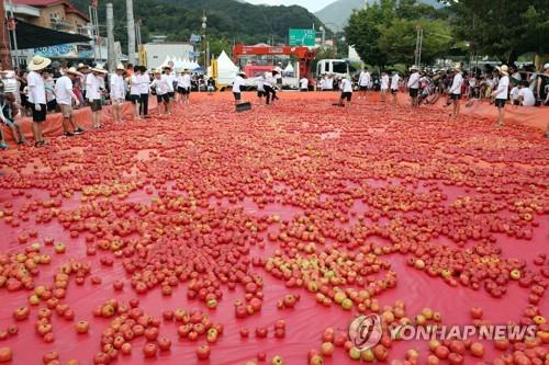 '황금 반지를 찾아라' 화천군 토마토축제 3년 만에 재개