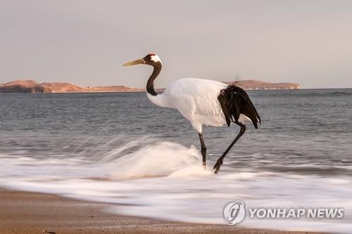 멸종 조류 늘면 특색 없는 고만고만한 새들만 남는다