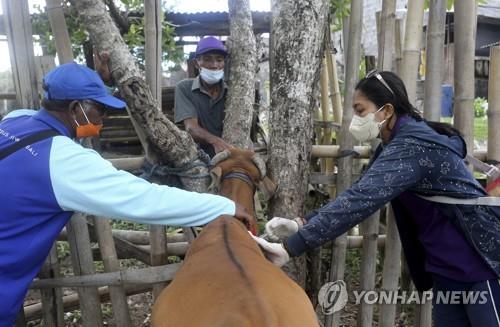 인니 구제역에 호주가 발칵…"1마리만 옮아도 73조원 시장 멈춰"